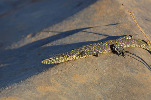 istock Nilwaran / Nile monitor / Varanus niloticus 2194549698