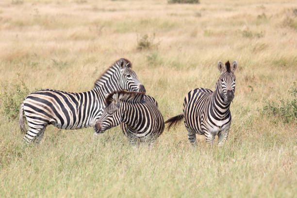 Steppenzebra / Burchell's zebra / Equus quagga burchellii