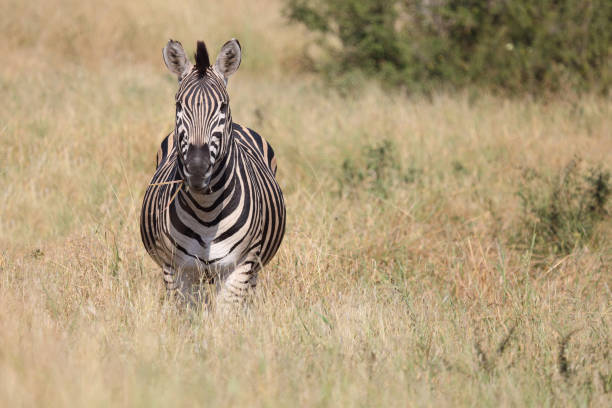 Steppenzebra / Burchell's zebra / Equus quagga burchellii
