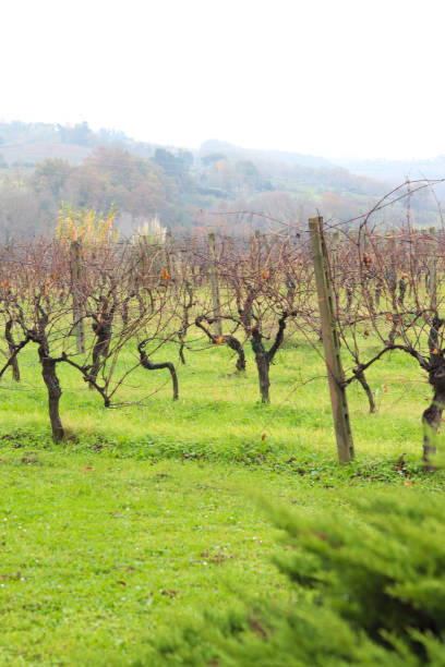istock Vineyard in the Tuscan countryside 2194550930