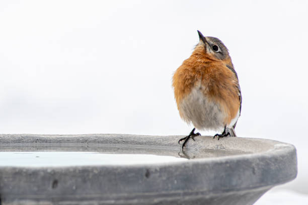 Bluebird perched on bird bath in winter