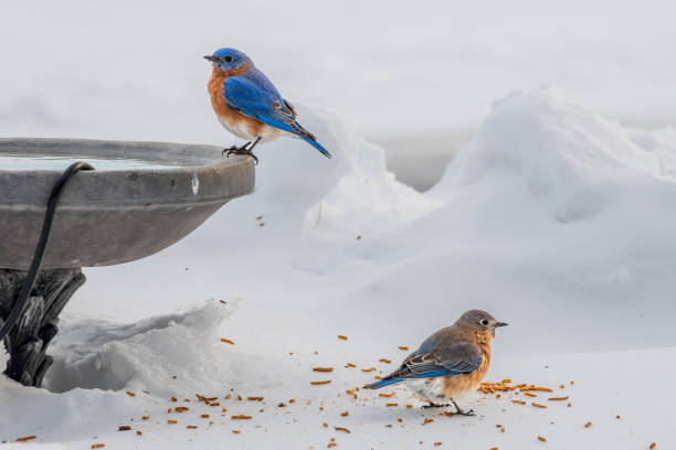 istock Bluebirds in the snow 2194550993
