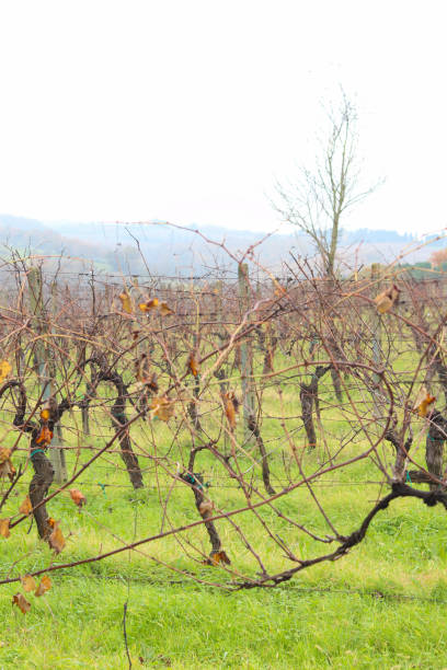 istock Vineyard in the Tuscan countryside 2194551010
