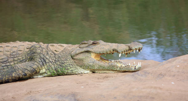 istock Nilkrokodil / Nile crocodile / Crocodylus niloticus 2194552264