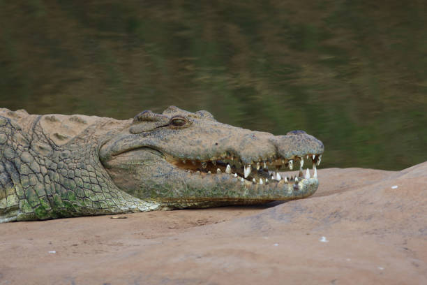 istock Nilkrokodil / Nile crocodile / Crocodylus niloticus 2194552290