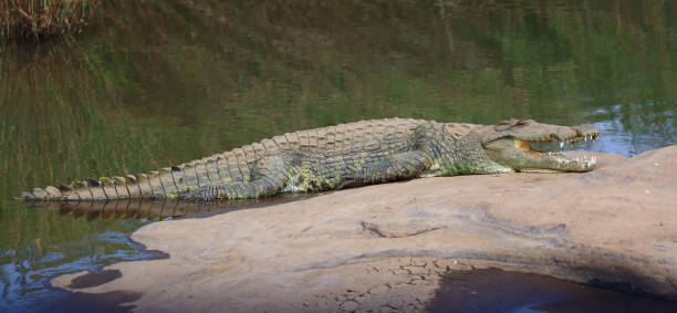 istock Nilkrokodil / Nile crocodile / Crocodylus niloticus 2194552292