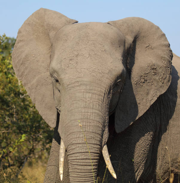 Elephant portrait, Pilanesberg National Park.