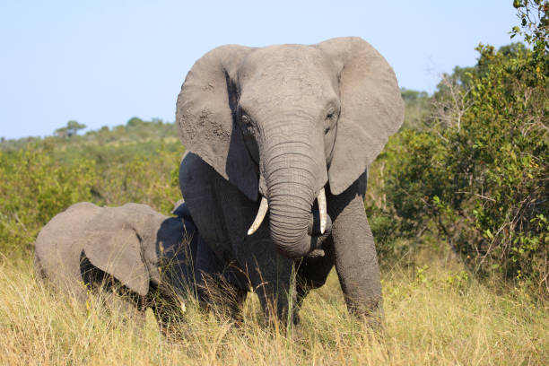 istock Afrikanischer Elefant / African elephant / Loxodonta africana 2194552884