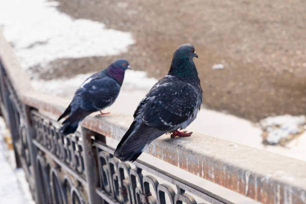 istock Two pigeons are perched on a wrought iron railing in park 2194553418