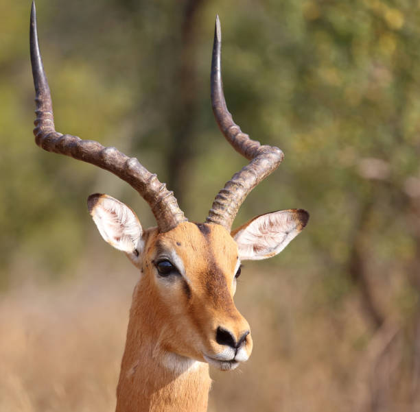 istock Schwarzfersenantilope / Impala / Aepyceros melampus 2194553484