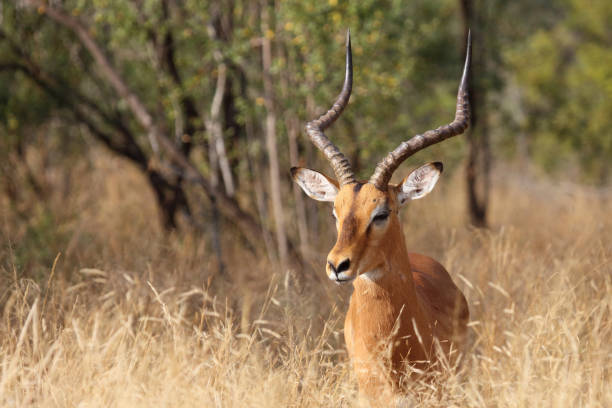 istock Schwarzfersenantilope / Impala / Aepyceros melampus 2194553485