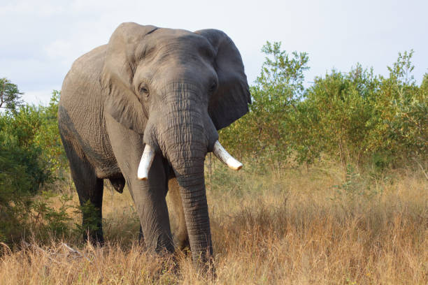 istock Afrikanischer Elefant / African elephant / Loxodonta africana 2194553959