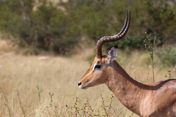istock Schwarzfersenantilope / Impala / Aepyceros melampus 2194554024