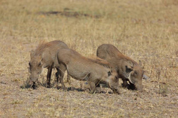 istock Warzenschwein / Warthog / Phacochoerus africanus 2194554093