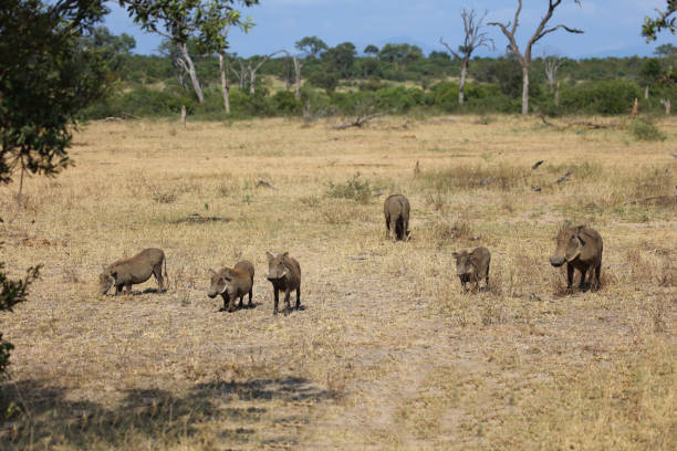 istock Warzenschwein / Warthog / Phacochoerus africanus 2194554096