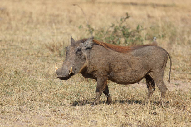 istock Warzenschwein / Warthog / Phacochoerus africanus 2194554136