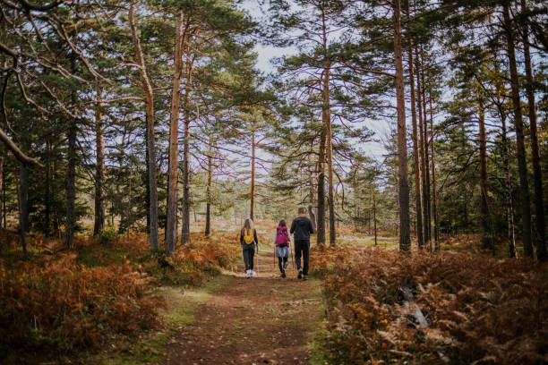 istock Mountaineers traverse a forest path surrounded by tall trees on their journey through nature's serene beauty 2194554176
