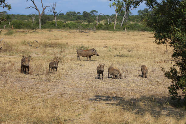 istock Warzenschwein / Warthog / Phacochoerus africanus 2194554180