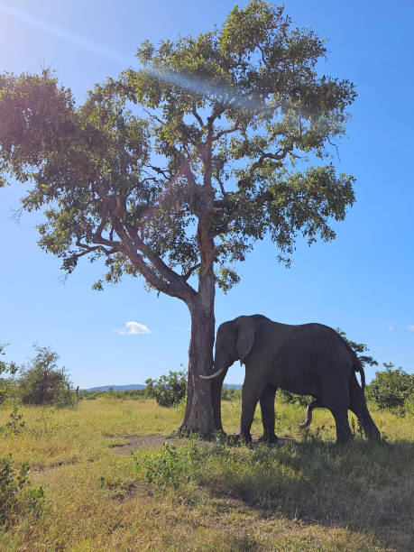 istock Afrikanischer Elefant / African elephant / Loxodonta africana 2194554273