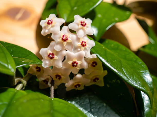istock CLOSE UP, MACRO: Blooming Hoya Carnosa flowers with shimmering drops of nectar 2194556049