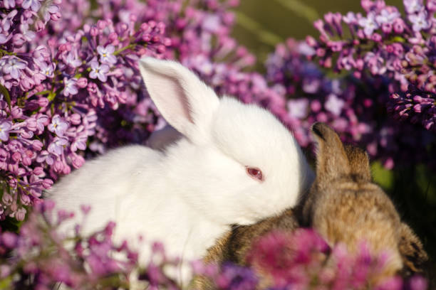 istock rabbits surrounded by lilac flowers 2194556071
