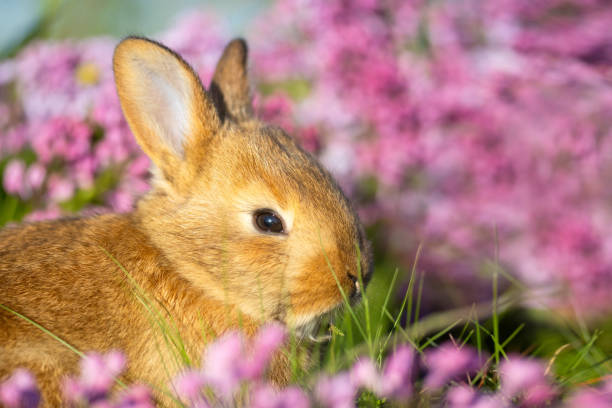 istock Easter red bunny surrounded by lilac flowers 2194556073