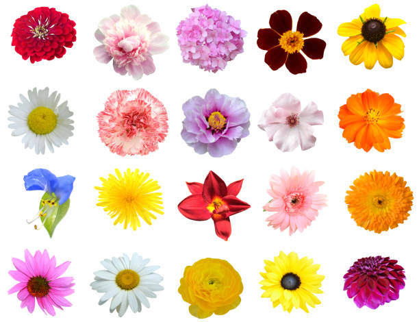 istock Assorted of colorful flower 2194556156