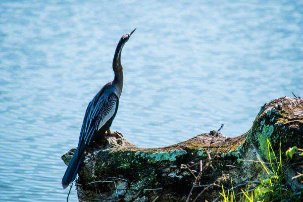 Anhinga bird taking a rest before fishing in a small lake in West Palm Beach, Florida.