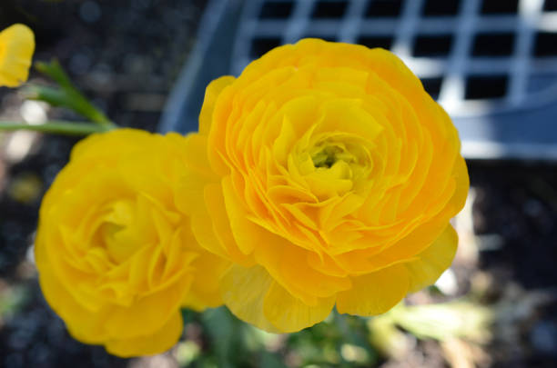 A spring yellow buttercup flower garden