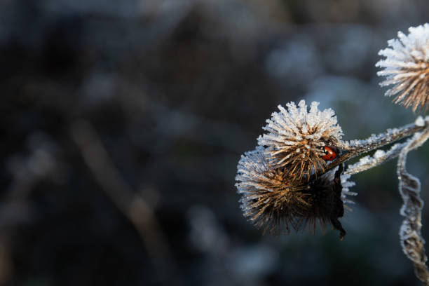 Ladybird (Harmonia axyridis) snuggled up in a winter thistle