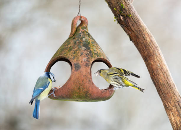 Eurasian siskin and bluetit on a terracotta bird feeder eating sunflower seeds.