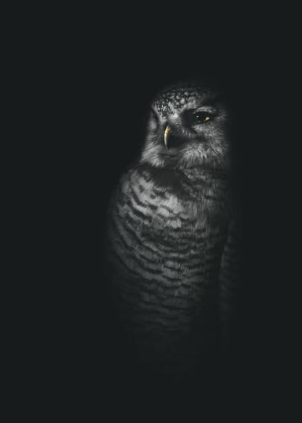 Close-up portrait of a northern hawk owl (Surnia ulula)in darkness, dark matte background, copy space, dark mood, vertical