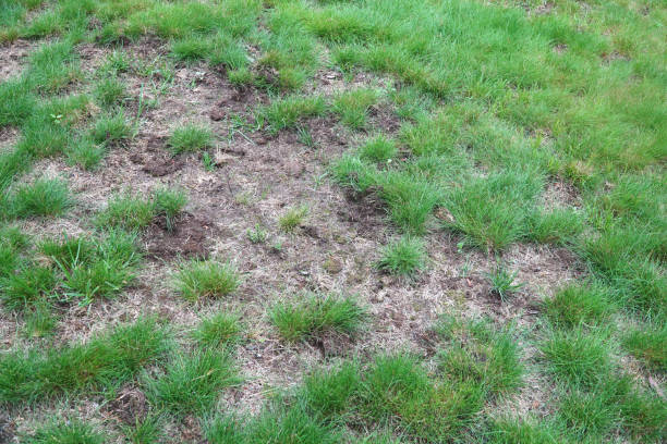 istock lawn in backyard in bad condition need improvement 2194562766