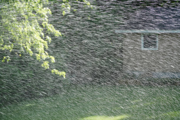 irrigation spray water and green tree in backyard