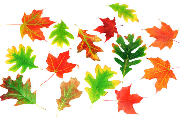 colorful autumn leaves isolated on white background