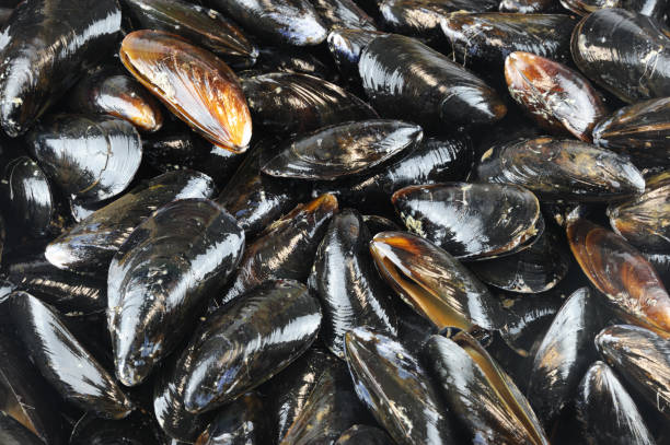 istock fresh raw mussel as seafood background 2194562903
