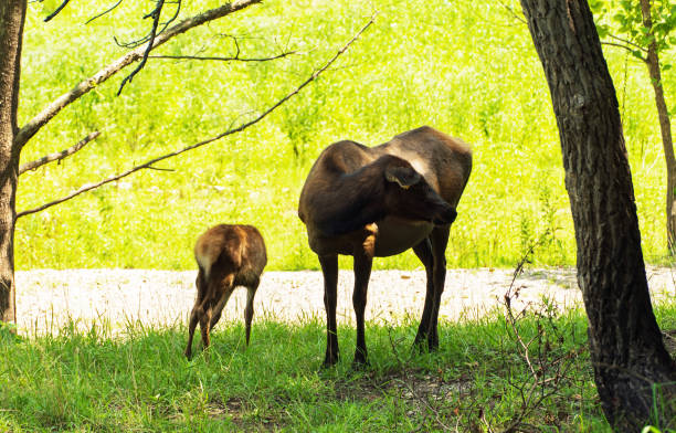 Elk and calf