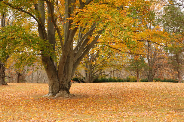 autumn trees and fallen leaves on the ground
