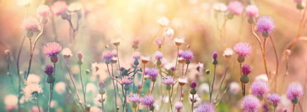 Thistle blooming in the meadow, selective and soft focus on the thistle flowers illuminated by the sun's rays