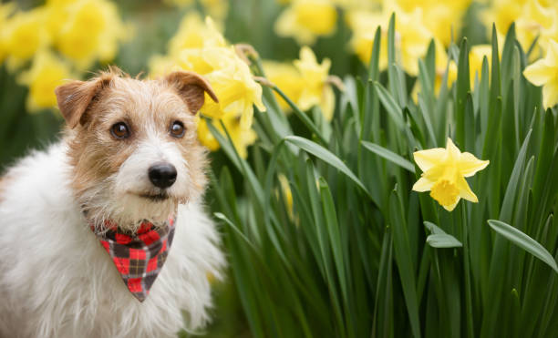 istock Happy cute smiling dog face next to flowers in spring, easter banner 2194564608