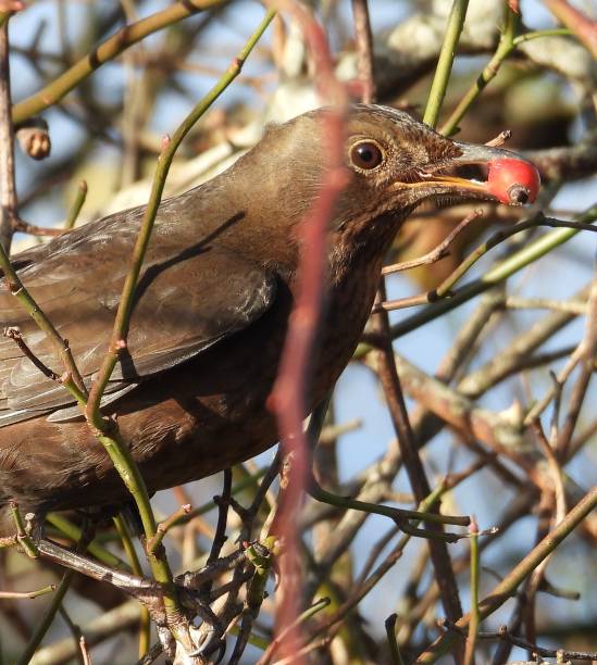 Female blackbird close up profile