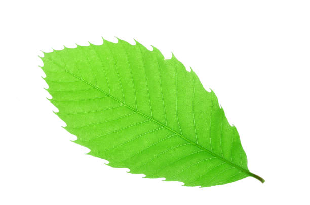 istock green leaves with leaf vein texture isolated on white background 2194566235