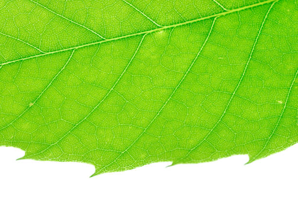close up on green leaf isolated on white background