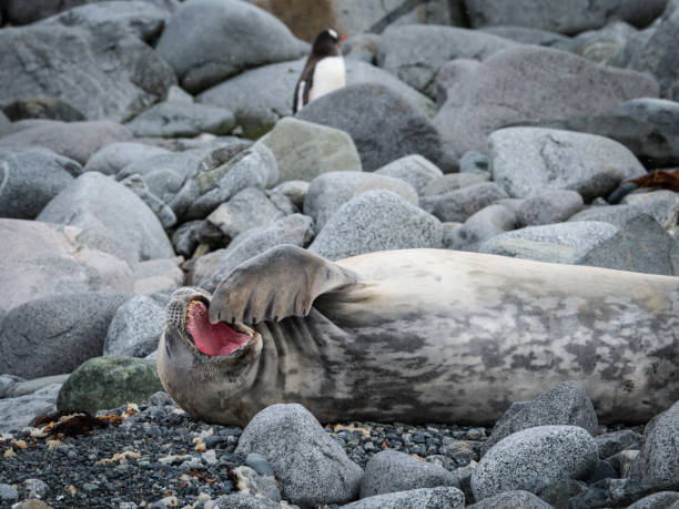 istock Yawning Weddell Seal in Antarctica 2194567785