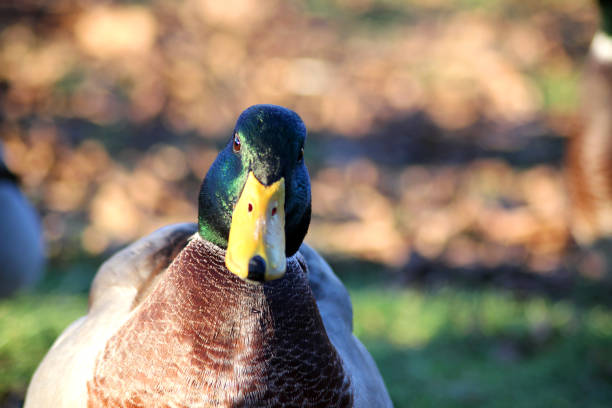 A male Mallard Duck tail isolated on white.