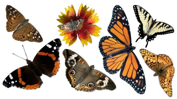 A close up collage of butterflies on a white background. Buckeye, Eastern Tiger Swallowtail, Monarch, Skipper, Variegated Fritillary, Hackberry, Red Admiral. butterflies of North America