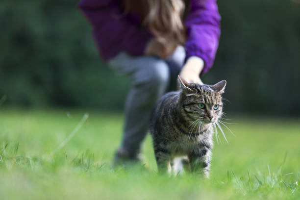 istock Girl Pets Her Tabby Cat Outdoors 2194571323