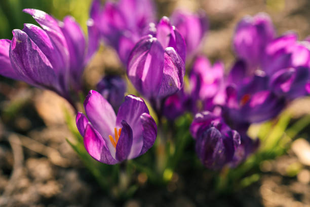 Blooming purple crocuses growing in soil under warm sunlight, symbolizing spring and renewal. A natural and vibrant scene showcasing the beauty of early spring flowers.