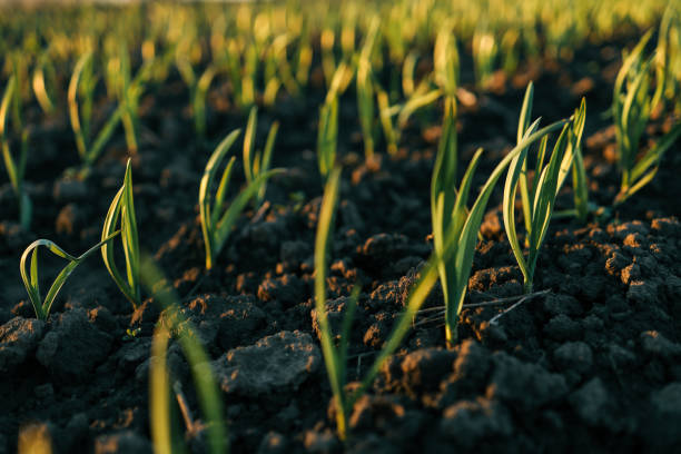 istock Young green sprouts emerging from freshly tilled soil at sunrise, symbolizing growth, new beginnings, and agricultural efforts. Captured in a rural farmland setting 2194572436
