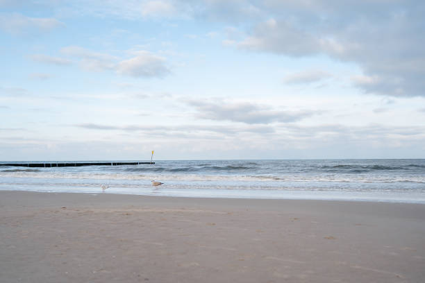 Seagull walk on the sand along the seashore in winter in January in the city of Kohlberg, Poland